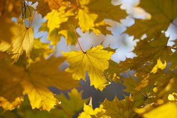 Naklejka na ściany i meble Yellow leaves of a maple, against the blue sky.