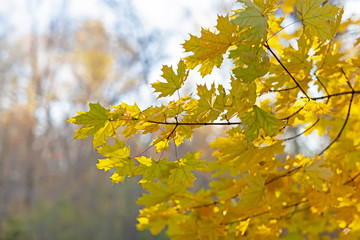 Yellow leaves of a maple, against the blue sky.