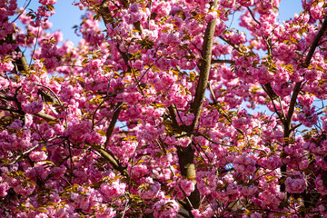 Pink sakura flowers with clear blue sky on background. Blooming cherry tree or East Asian cherry in Spring, Prague, Czech Republic
