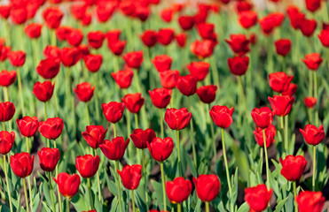 Red tulips against the blue sky.