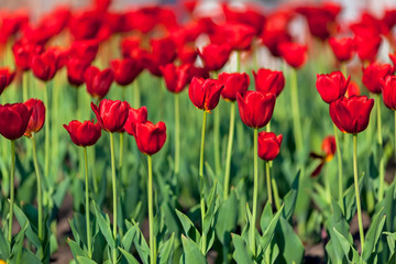 Red tulips against the blue sky.