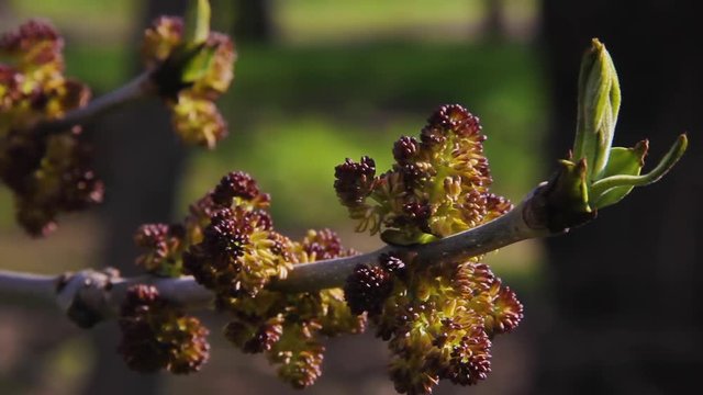 Buds and opening blossom of awakening Acer negundo tree close up. Blooming Manitoba maple or Elf maple branch in early spring macro shot at sunset. Cause of seasonal pasture myopathy SPM in horses