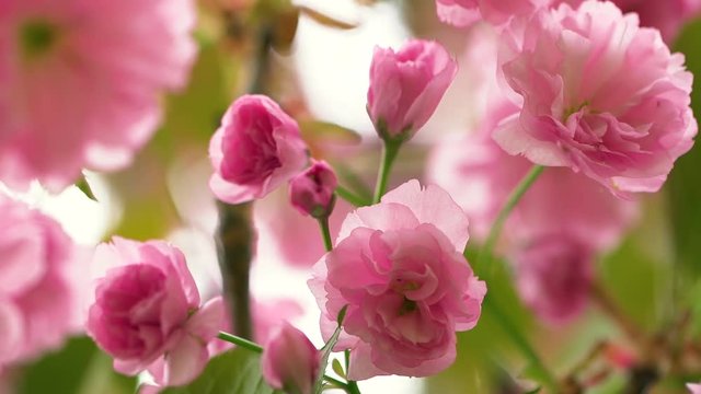Closeup view of beautiful delicate pink flowers growing on tree on spring windy morning. 