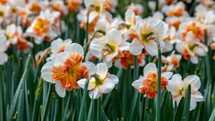 Filed of Daffodils