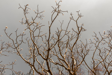 Flowers that are with dry branches Intersect with the sky