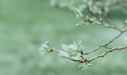 A branch of a tree with young leaves on a blurred green background, spring.