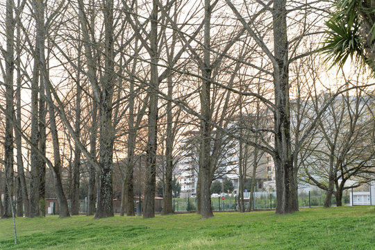 spring in parck