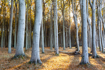 Sunset at Broadleaf Forest / Tall strong tree trunks at autumn forest against sunlight, Warnem&uuml;nde, Mecklenburg, Germany