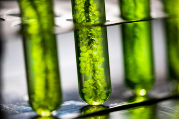 Photobioreactor in medical science laboratory algae fuel biofuel industry, nature algal research,...