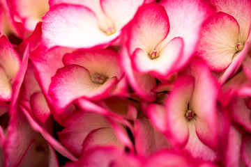 Fototapeta na wymiar Hydrangea macrophylla Kanmara-Hybriden 'Rosé'
