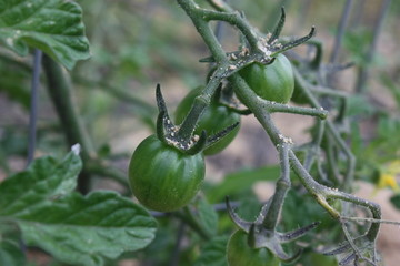 baby tomatoes in garden