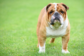 Beautiful English bulldog posing outdoor,selective focus and blank space - 265203737