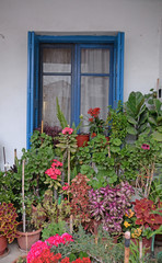 Fototapeta na wymiar Blumen an einem Haus auf Kreta