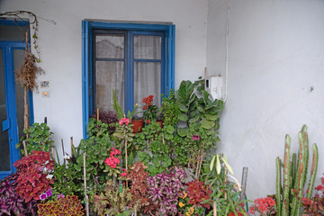 Blumen an einem Haus auf Kreta