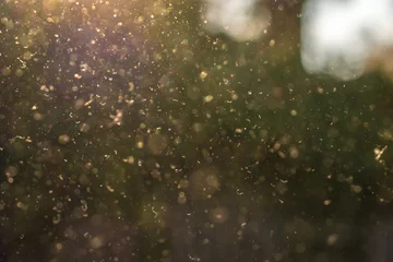 Fotobehang Staub, Pollen und kleine Partikel fliegen durch die Luft im Sonnenschein. © Ralf Geithe