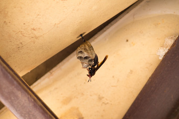 Wasp Pepsis Fabricius building your house on the construction ceiling