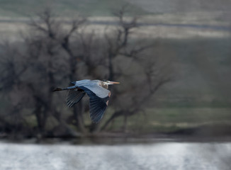 A blue heron flaps his wings in the evening light near Cheyenne, Wyoming