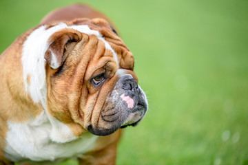 Fototapeta premium Profile portrait of beautiful English bulldog outdoor,selective focus and blank space