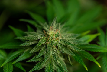 Afghan kush special variety of marijuana flower with aged blooms