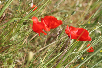 Obraz premium Red poppies in the wind