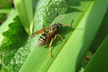 European wasp resting on green plant in the garden, closeup