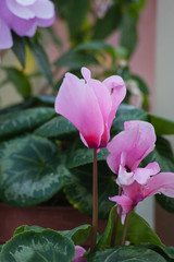 pink flowers in the garden