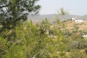 Fototapeta na wymiar Pine tree in the mountains