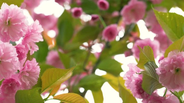 Closeup view of beautiful delicate pink flowers growing on tree on spring windy morning. 