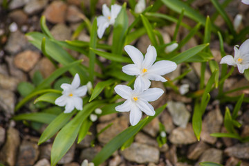 white flowers in the garden