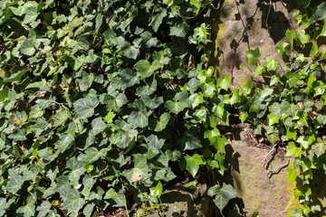 Ivy. creeping shrubs clinging to their adventitious roots of the walls