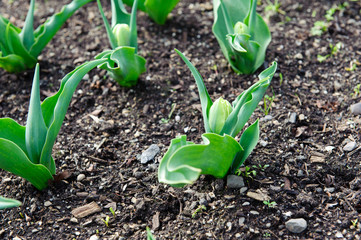 Closed tulip buds spring
