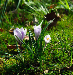 Crocus flowers