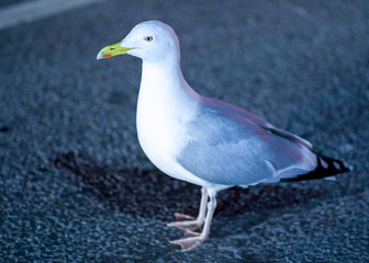 closeup of pigeon looking at me