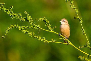 Cute little bird. Nature background. Common bird: Eurasian Penduline Tit.
