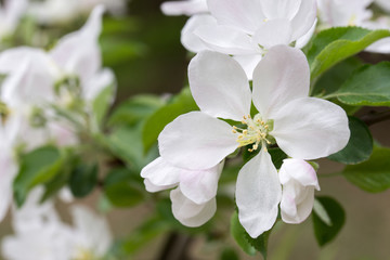apple white flowers on twig