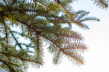 Winter christmas landscape, winter beauty. Bright rays of the setting sun, sunlight glare. Natural xmas decoration background Green spruce branch against sky at sunset.