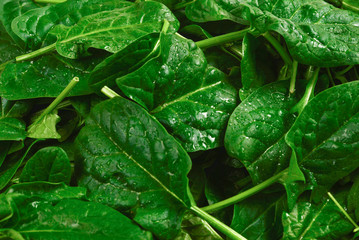 Fresh leaves of arugula and spinach as background.