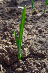 Spring shoots. Climbing winter crops. Garlic shoots