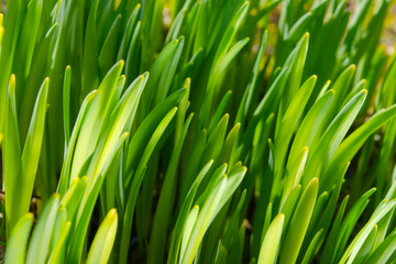 Fototapeta na wymiar Green grass texture. Green grass background texture.