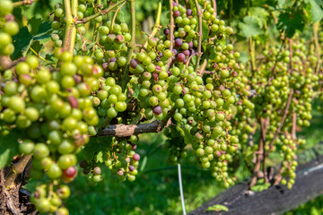 Vineyard grapes