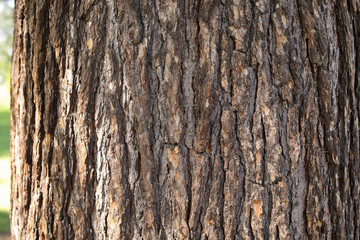 Beautiful Bark of Tree Trunk. Bright Sunny Day. Wood Background with Copy Space. 