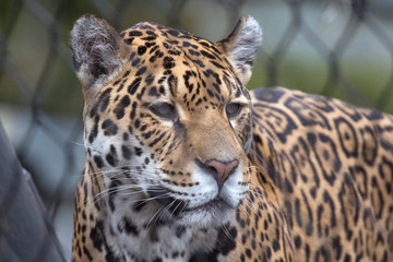 Headshot of a jaguar behind a fence with beautiful white whiskers and beautiful 