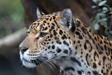 Fototapeta na wymiar Beautiful headshot of a jaguar predator