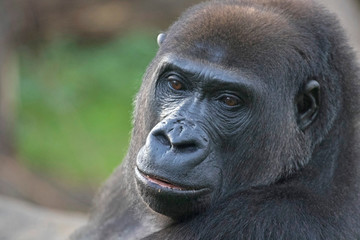Dreamy look of a gorilla portrait
