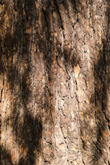 Pine Wood Texture with Tree Bark. Beautiful Tall Natural Texture Background with Sunlight. Texture Element. Vertical Image. 
