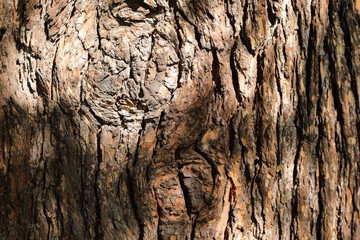 Old Wood Bark Texture with Bright Sunlight. Stylish Natural Background with Copy Space. 