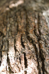 Abstract Blurred Background of Dark Wood Bark with Bright Sunlight. Natural Texture Element. Copy Space for Text. Vertical Image