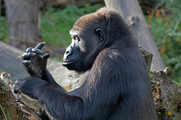 Large male gorilla photographed from the side, looks at his fingers