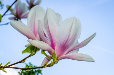 Fototapeta na wymiar Close-up view of beautiful magnolia flowers in spring