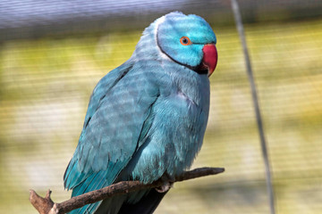 Tropical bleu collar parakeet sitting on a branch